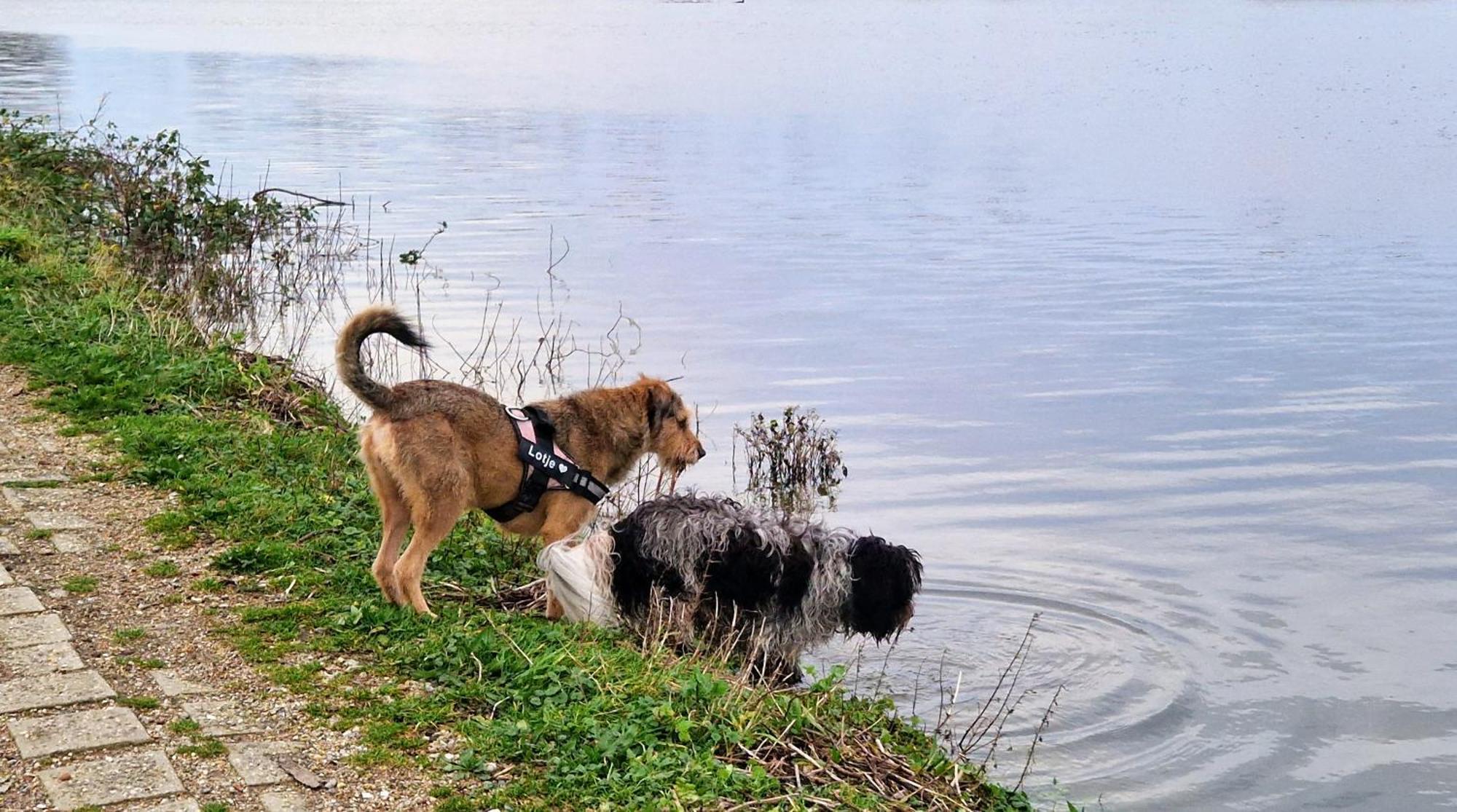 B&B Zusenzomer Oostwoud Bagian luar foto