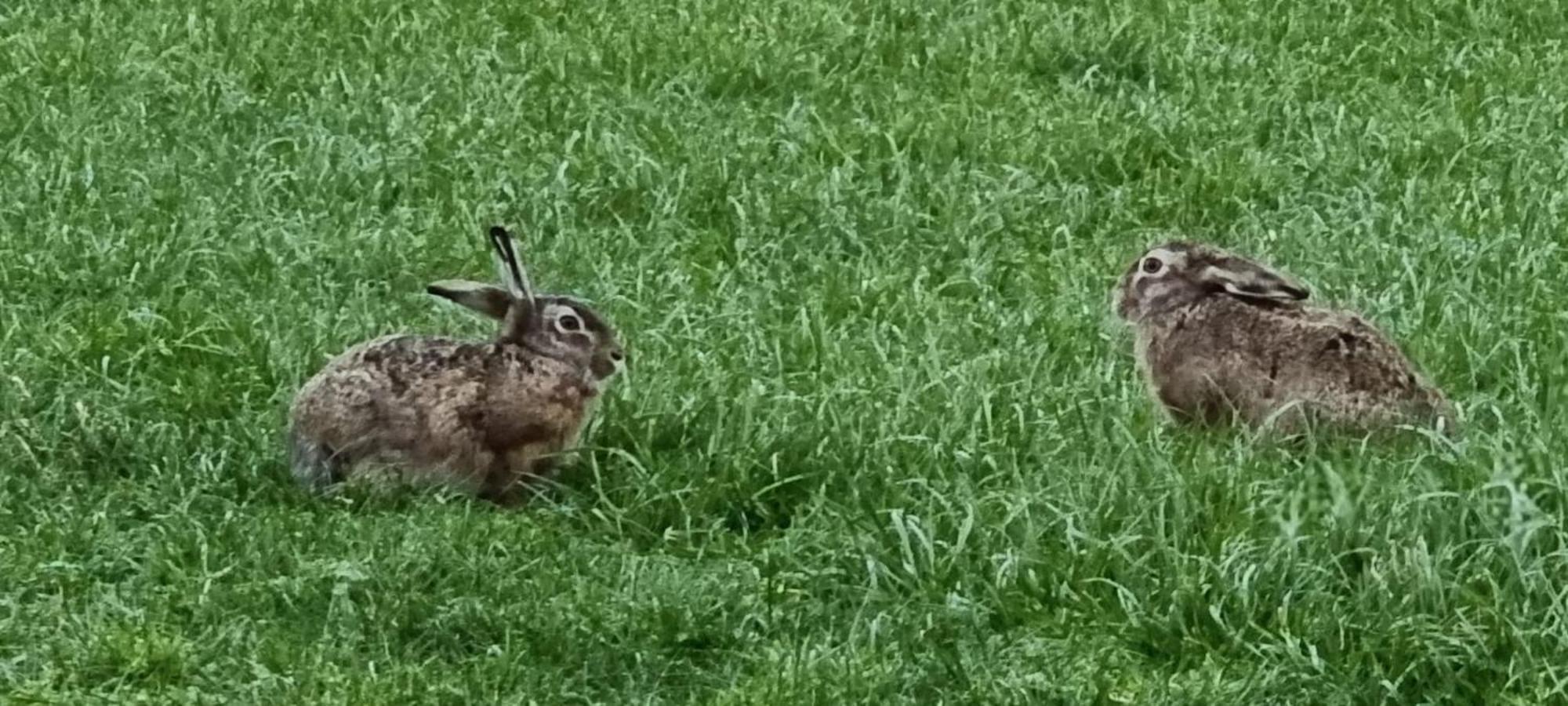 B&B Zusenzomer Oostwoud Bagian luar foto